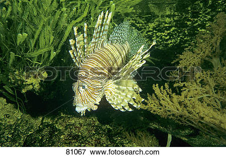Picture of Lionfish / Pteroini 81067.