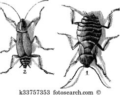 Pterygota Clipart EPS Images. 18 pterygota clip art vector.