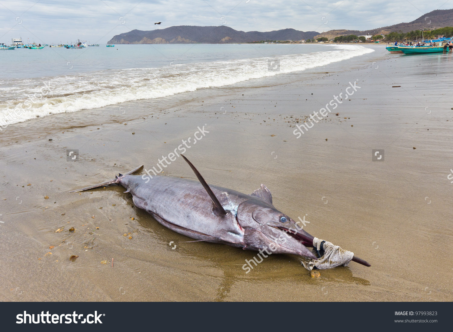 Swordfish Landed On Beach By Fishermen Stock Photo 97993823.