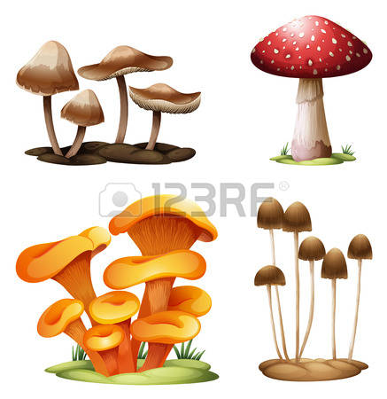 142 Puffball Mushroom Stock Illustrations, Cliparts And Royalty.