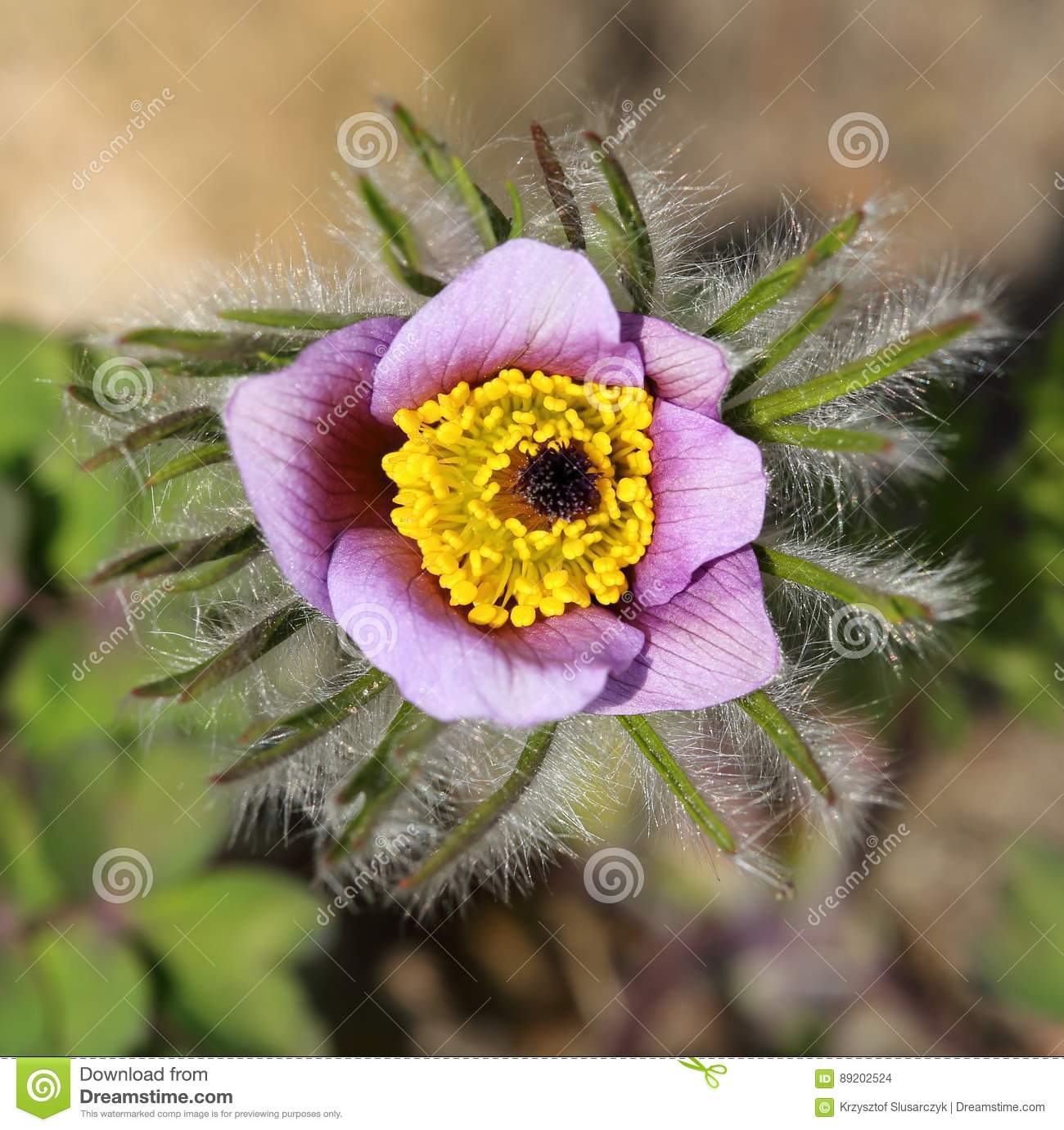 Anemone Pulsatilla. Stock Photo.