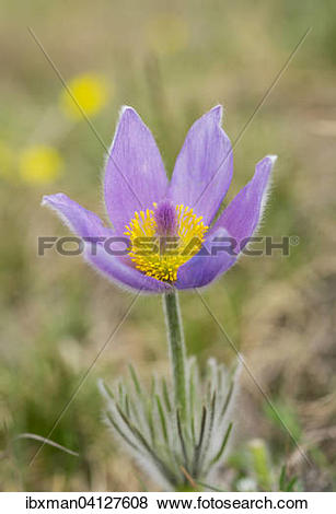 Pictures of Greater Pasque Flower (Pulsatilla grandis, Pulsatilla.