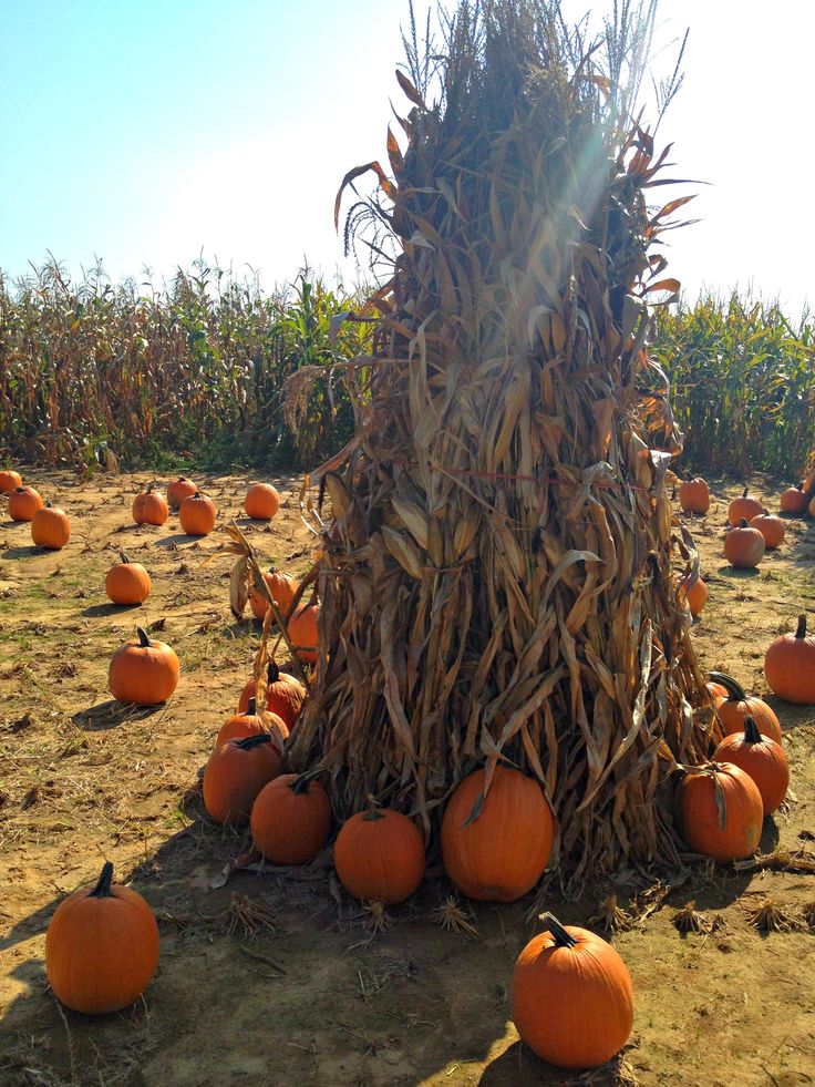 Download pumpkin corn stalks hay mums clipart black and white 20 free Cliparts | Download images on ...