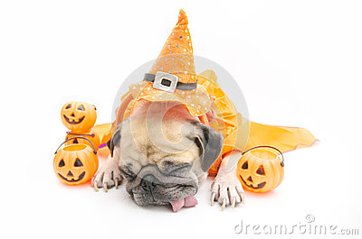 Pug Dog Sleep Rest And Tongue Sticking Out With Happy Hallo Stock.
