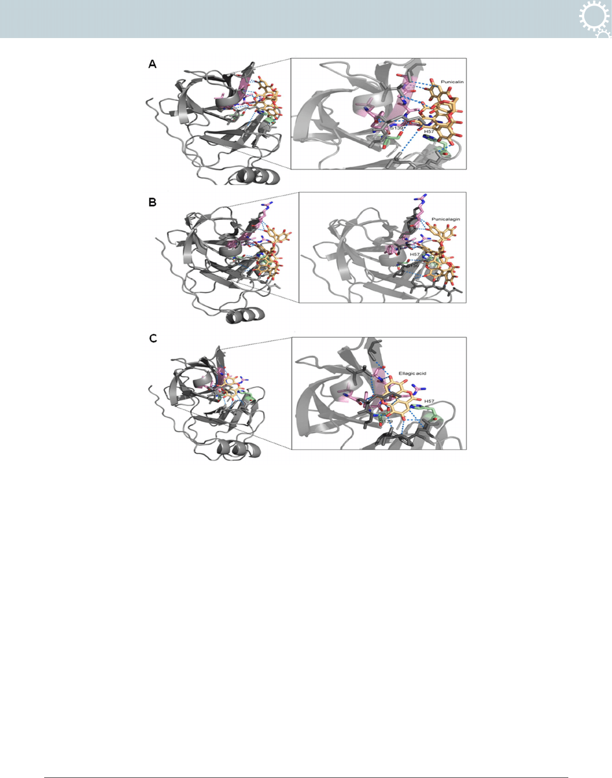 Small molecule inhibitors of HCV replication from Pomegranate (PDF.