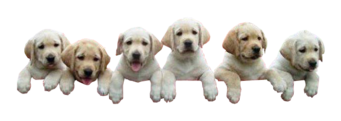 Puppies climbing transparent image.