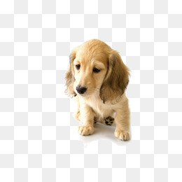 Sad Golden Retriever Puppy, Sad Clipart, #51272.