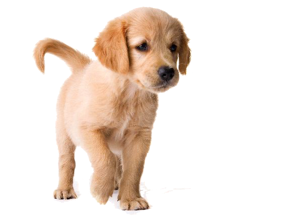 Puppy PNG Images Transparent Free Download.