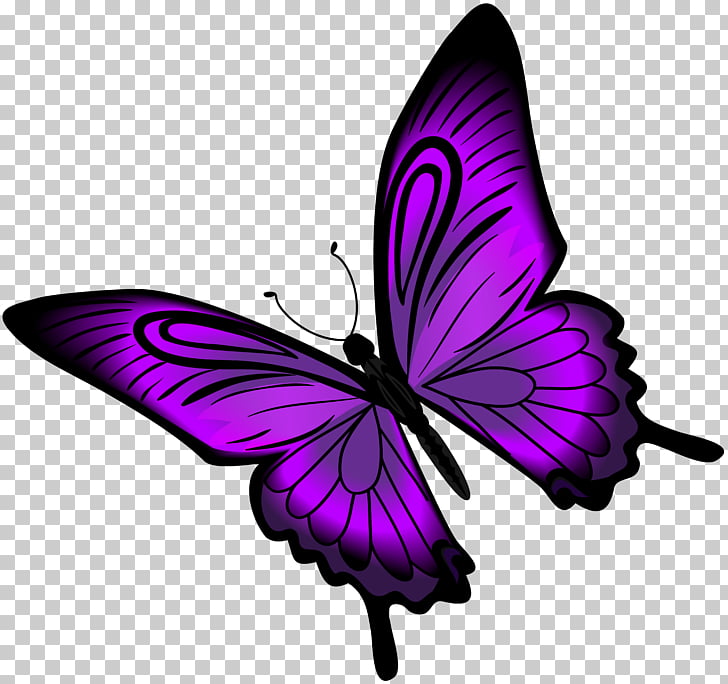 Purple Butterfly , Purple Butterfly , purple butterfly.