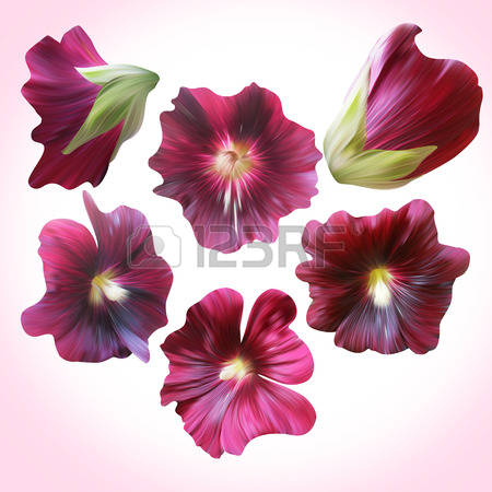 47,319 Flower Buds Stock Vector Illustration And Royalty Free.