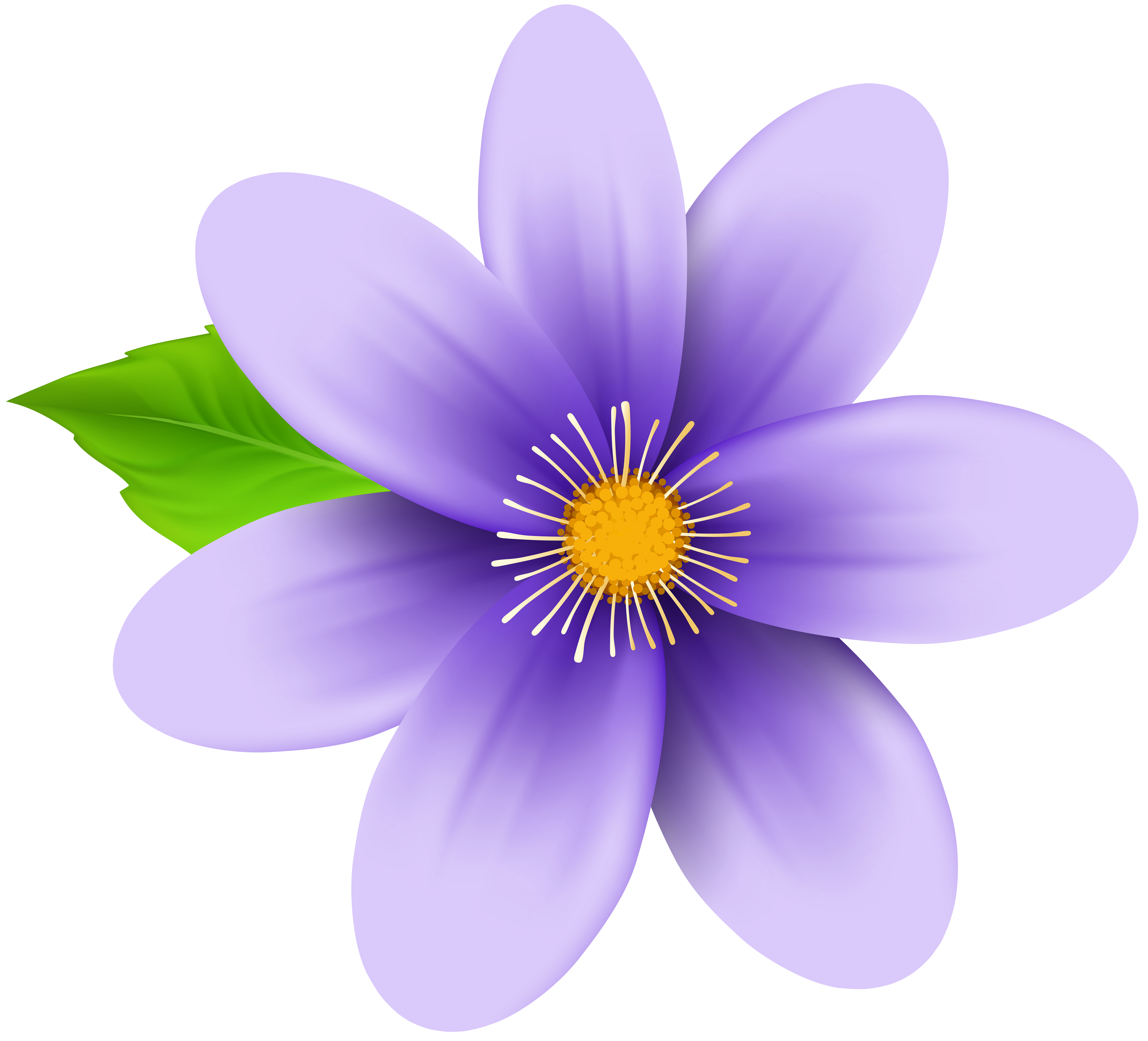 Flower Drawing Png Transparent At Lynn Craig Blog