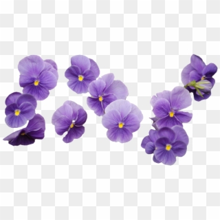 Purple Flowers PNG Transparent For Free Download.