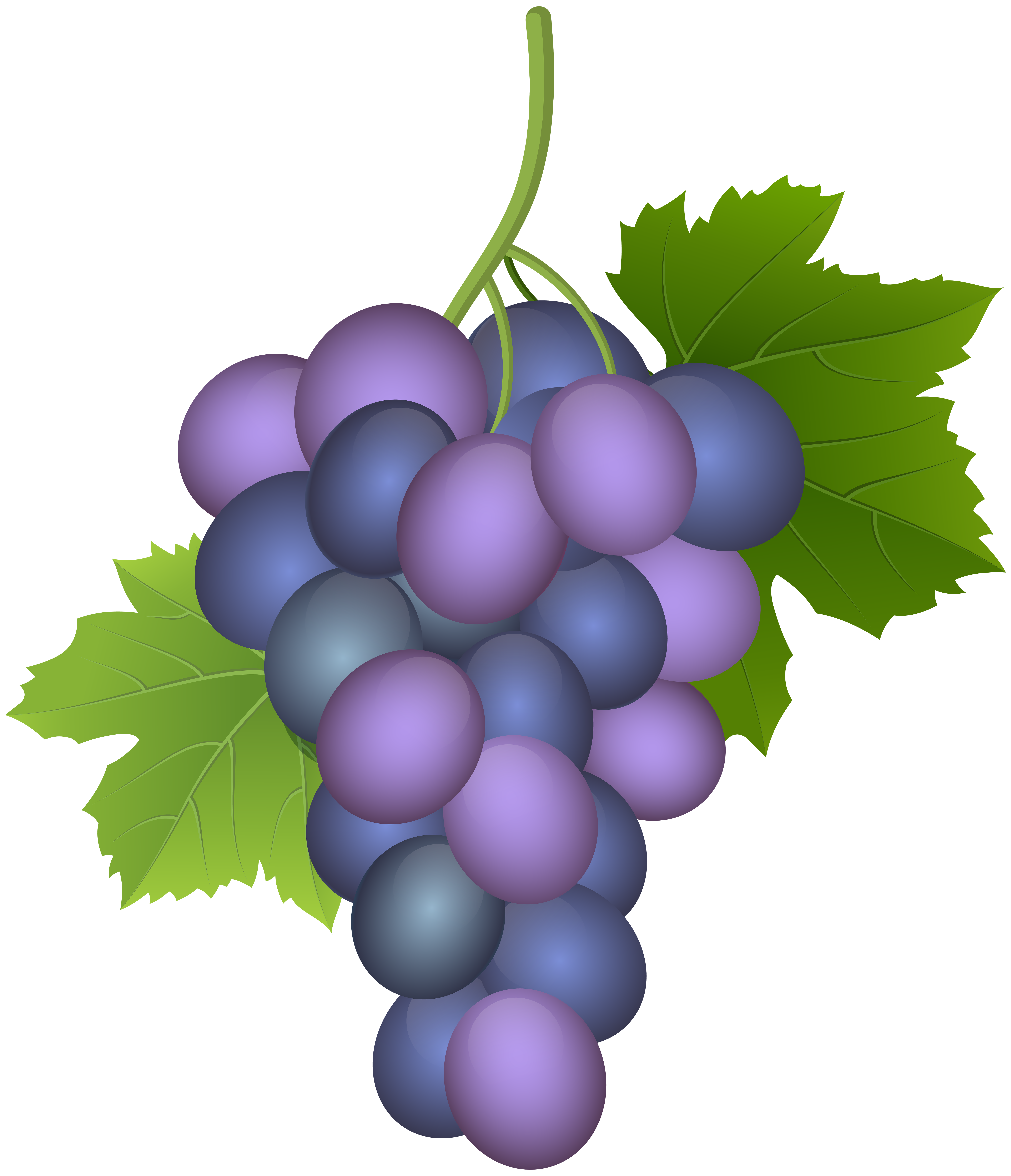Purple Grape PNG Clip Art Image.