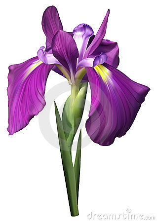 Iris Flower Clip Art Free.