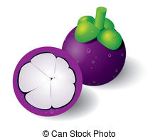 Purple mangosteen Clip Art Vector Graphics. 68 Purple mangosteen.