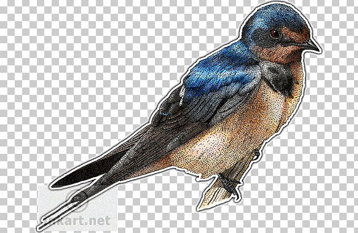 Barn Swallow Drawing PNG, Clipart, Animals, Art, Barn, Barn.
