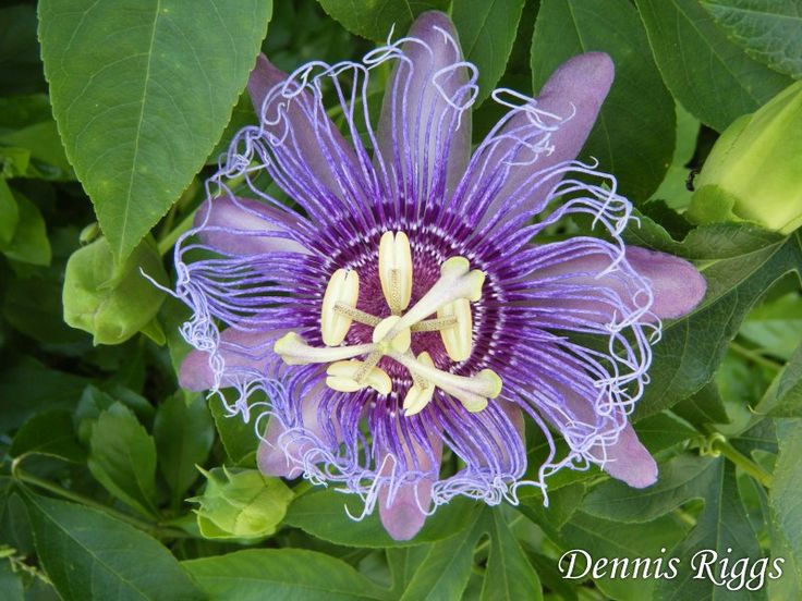 17 Best images about Passion fruit flower on Pinterest.