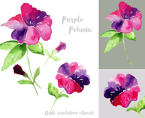 Watercolor Purple Petunia Clipart. Digital by TanyaKooijDesign.