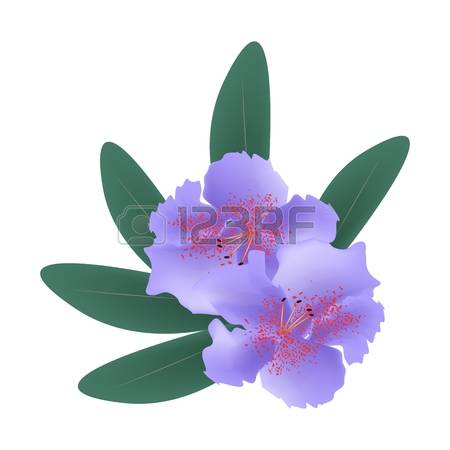 340 Rhododendron Stock Vector Illustration And Royalty Free.