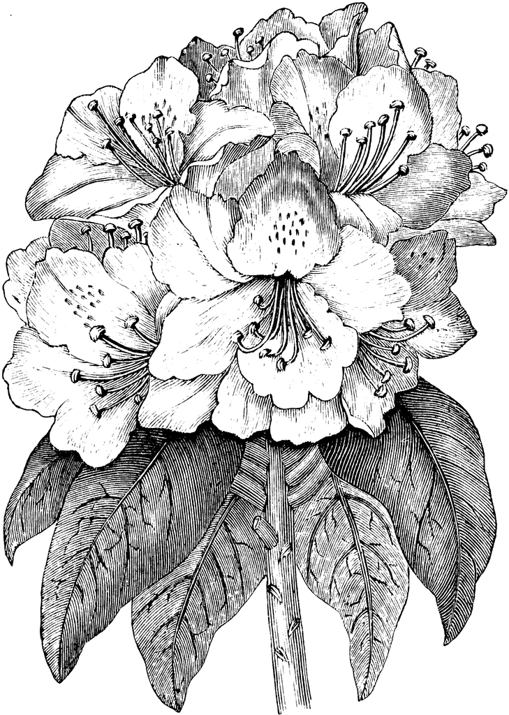 Rhododendron Clipart.