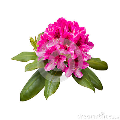 Rhododendron Ponticum Flowers Stock Images.