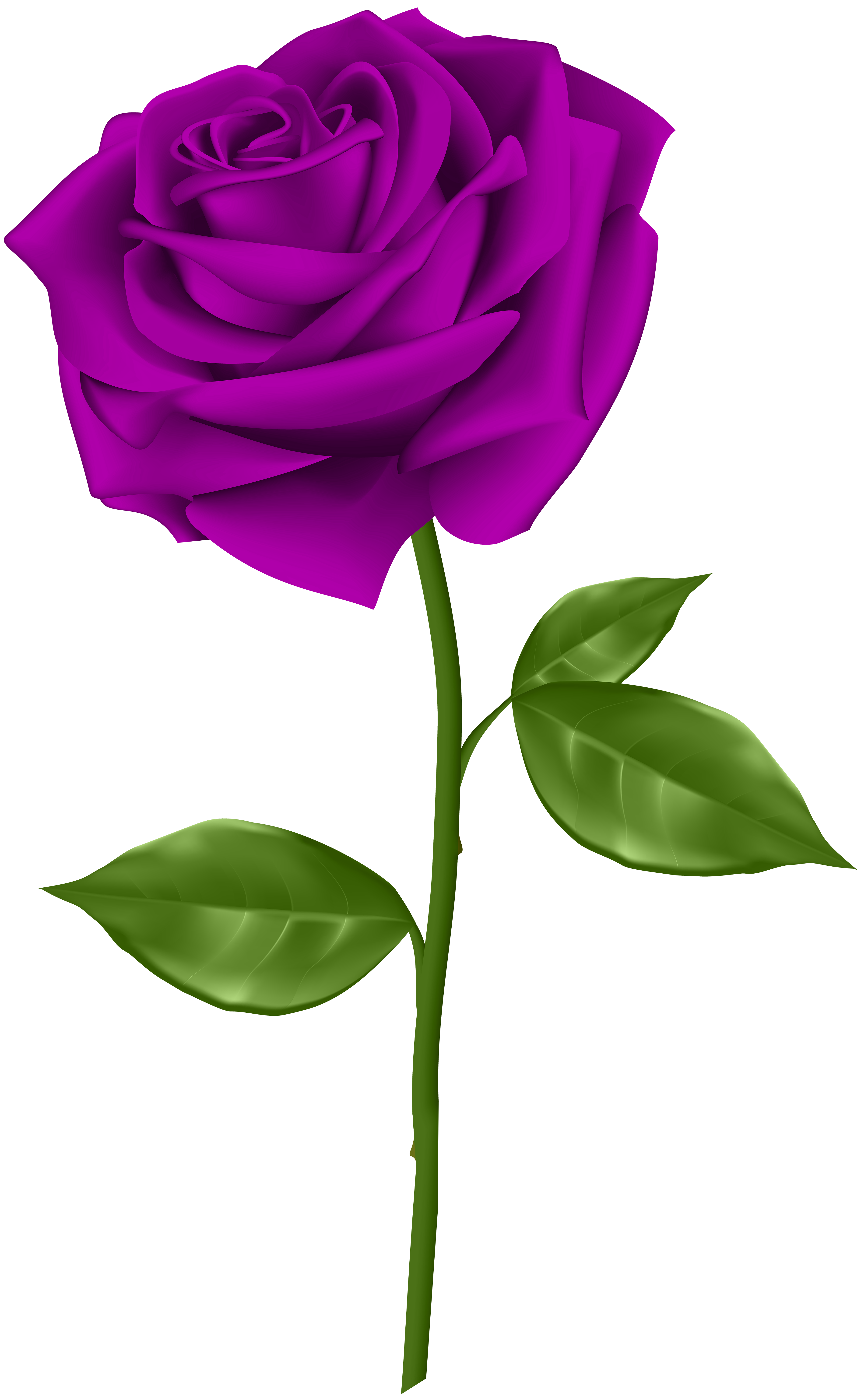 Purple Rose Png 10 Free Cliparts Download Images On Clipground 2024