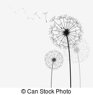 Taraxacum officinale