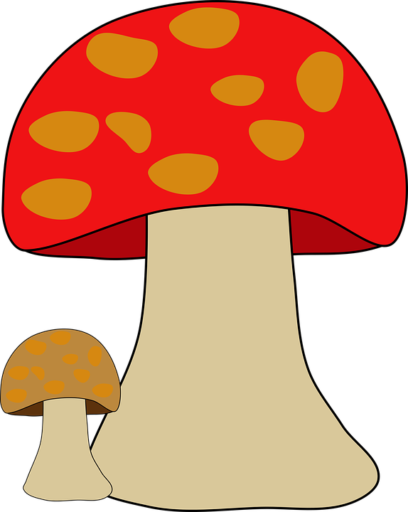 Free vector graphic: Fungi, Fungus, Mushroom, Organism.