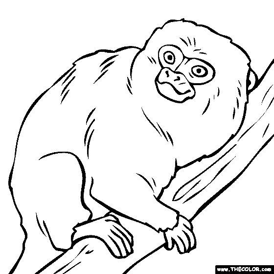 Pygmy Marmoset Monkey Coloring Page.