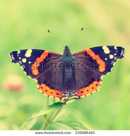 Red admiral (pyrameis atalanta) Red admiral (pyrameis atalanta.