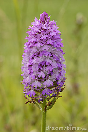 Pyramidal Orchid Isolated On White.