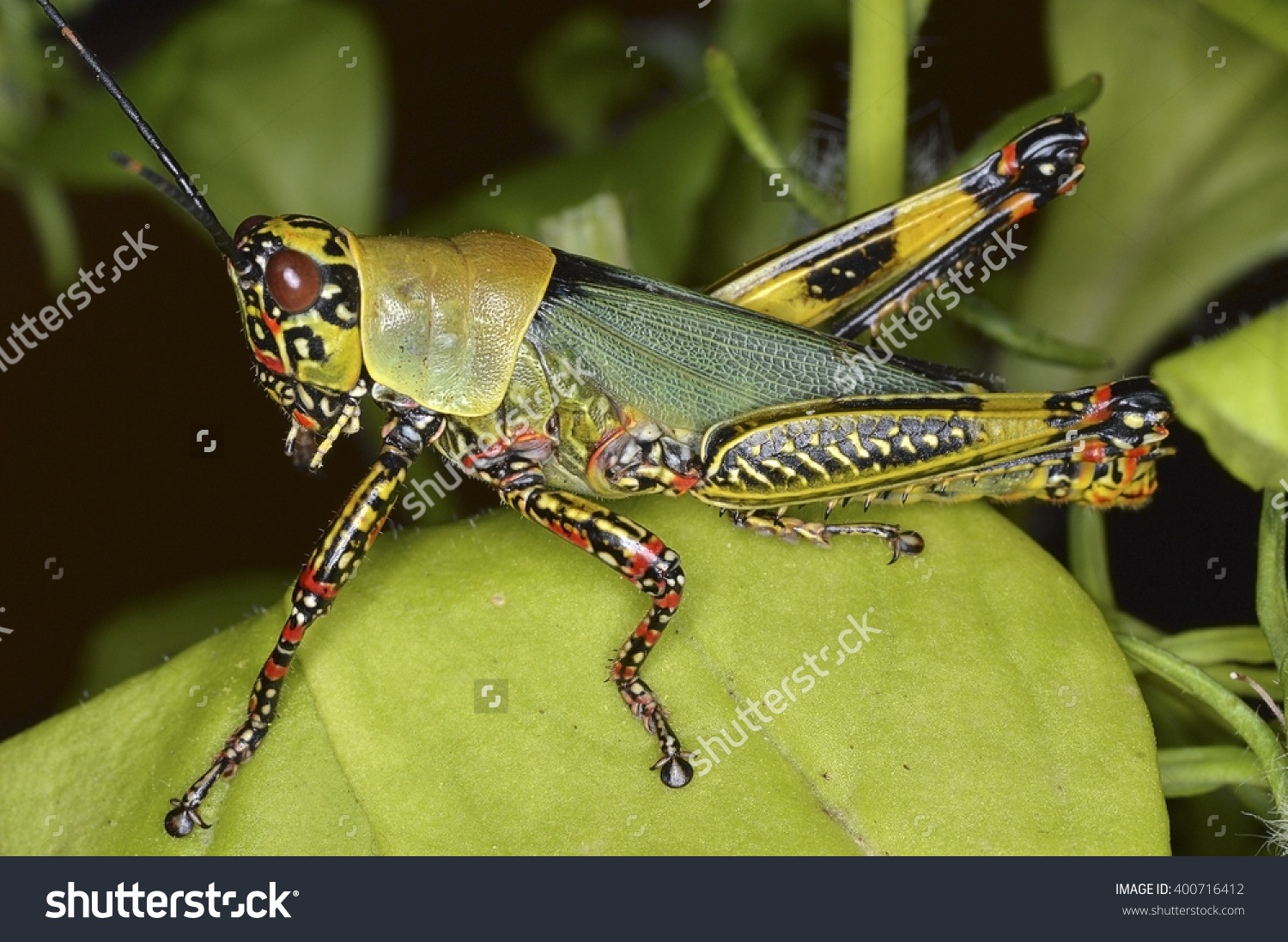 Zonocerus Variegatus Family Pyrgomorphidae Stock Photo 400716412.