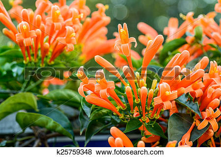 Pictures of Orange trumpet, Flame flower, Fire.