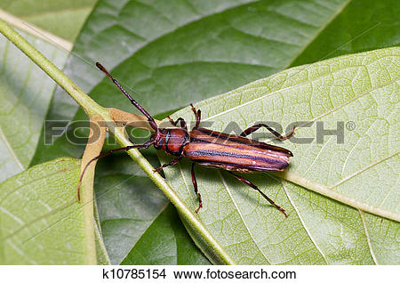 Stock Photo of longhorn beetle k10785154.
