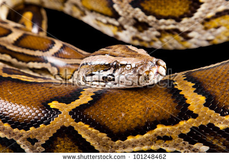 Python Molurus Bivittatus Stock Photos, Royalty.