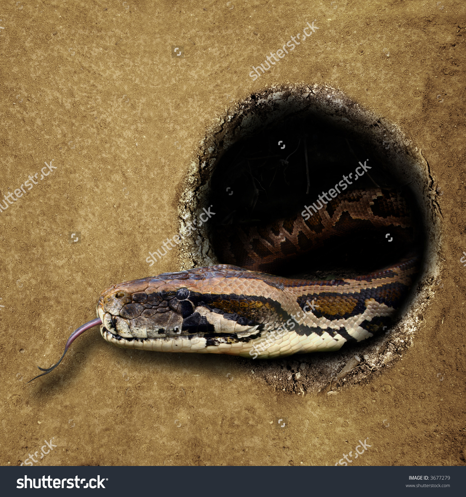 Hole Ground Snake Burmese Python Python Stock Photo 3677279.