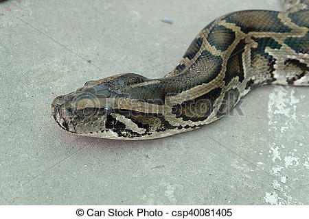 Stock Photography of Detail of the head of python (Python molurus.