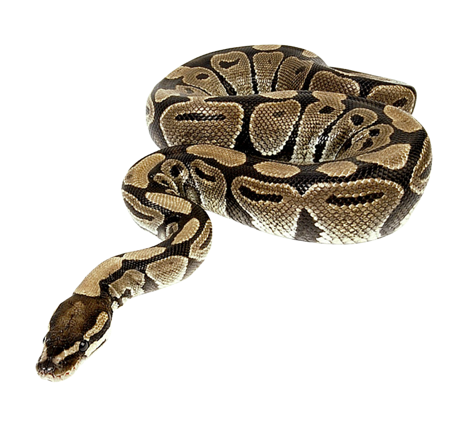 Python Snake PNG Transparent Python Snake.PNG Images..