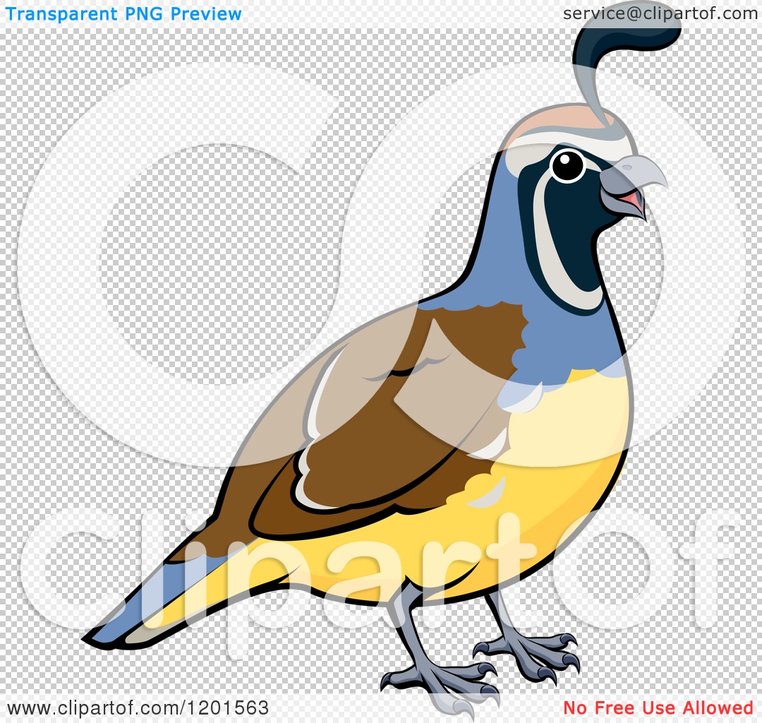 Cartoon of a Happy Male California Quail Bird.