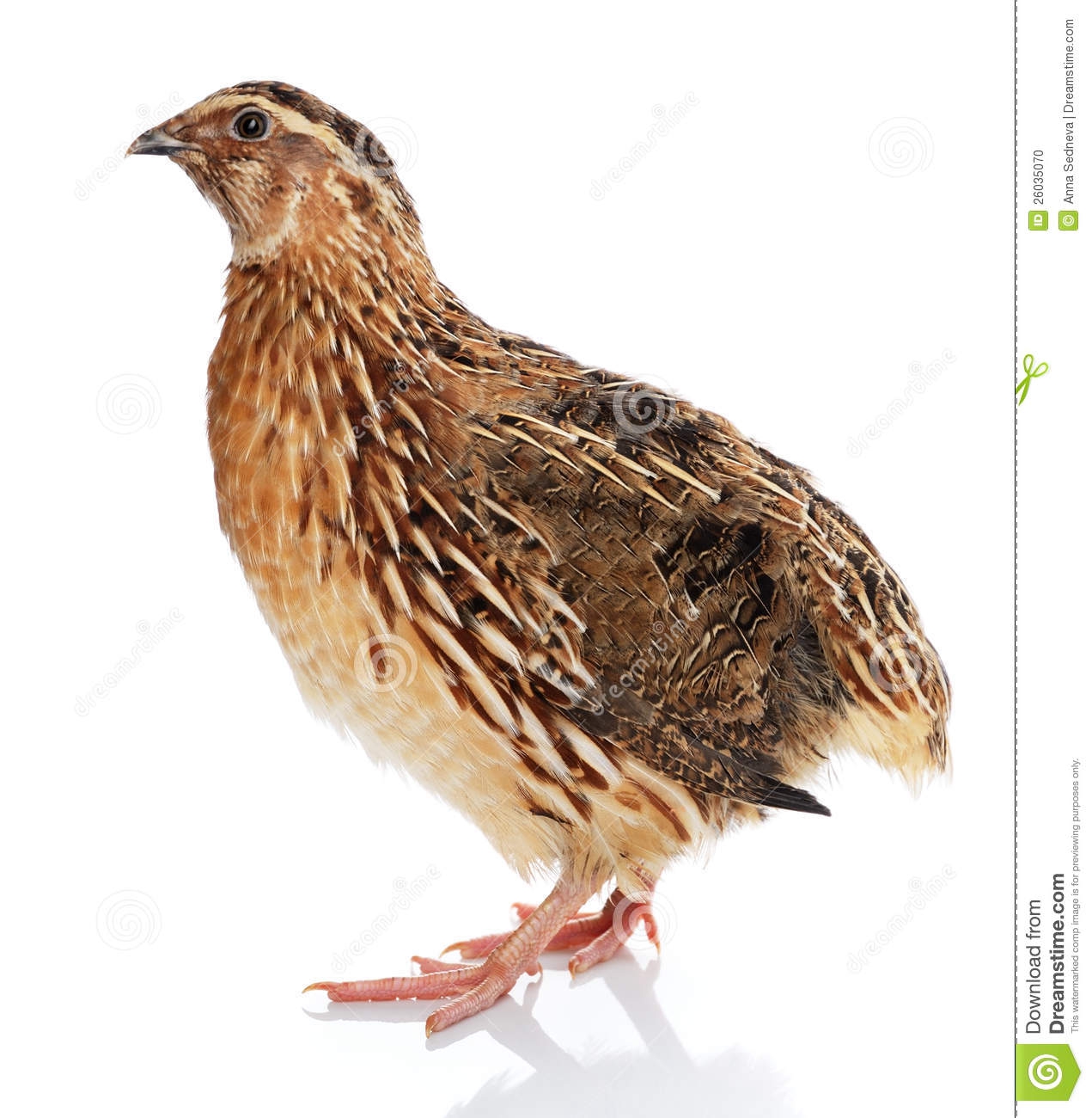 Quail.