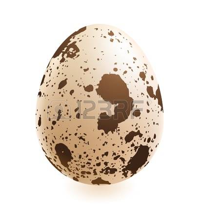 332 Quail Egg Stock Vector Illustration And Royalty Free Quail Egg.