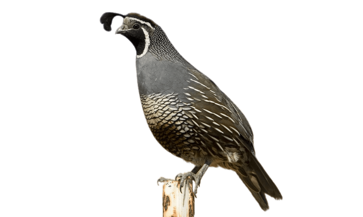  quail  png  10 free Cliparts Download images on Clipground 