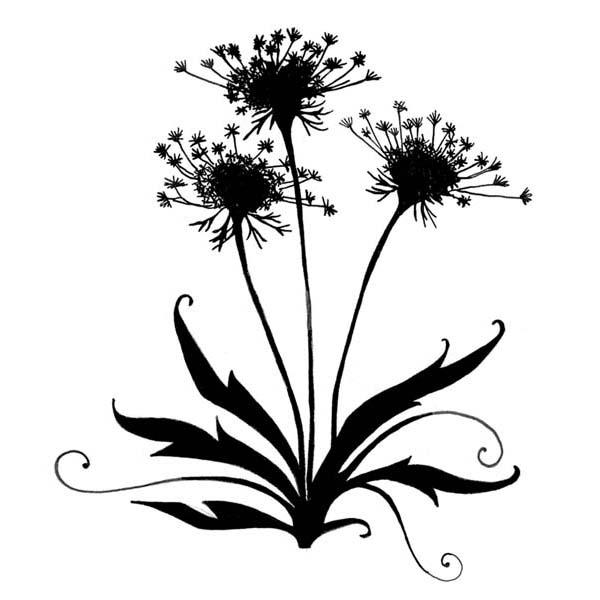 Download Queen anne's lace clipart 20 free Cliparts | Download ...