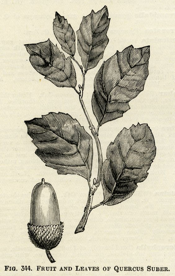 acorn and leaves illustration, vintage botanical clipart, black.