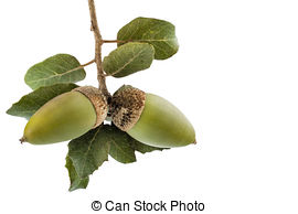 Pictures of Quercus Ilex Acorn.