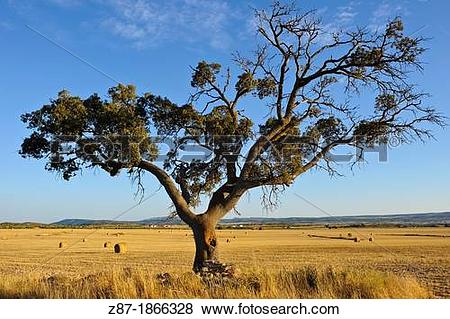 Pictures of Oak (Quercus ilex) and cereal field, Almansa, Albacete.