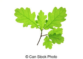 Quercus pedunculata Stock Photos and Images. 23 Quercus.