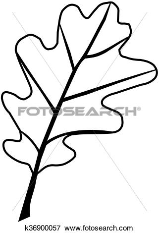 Clip Art of oak,Quercus petraea k36900057.
