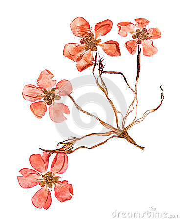 Pressed And Dried Flowers Quince Blossom Stock Photo.