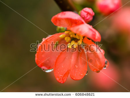 Quince Blossoms Stock Images, Royalty.